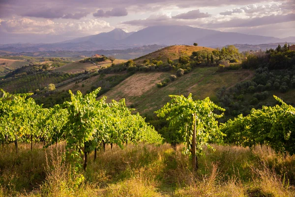 Vista Panoramica Sul Vigneto Collina Cantina Produzione Vinicola — Foto Stock
