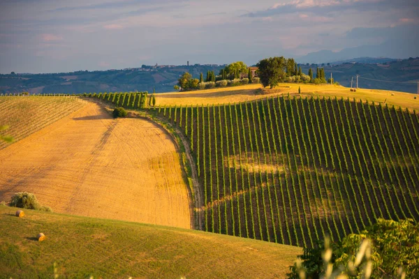 Vista Panorámica Viñedo Sobre Colinas Bodega Producción Vino —  Fotos de Stock