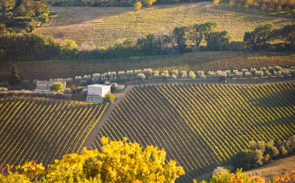 Vista Panorâmica Para Vinha Colinas Adega Produção Vinho — Fotografia de Stock