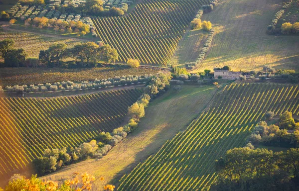 Tepeler Şaraphaneler Şarap Üreten Üzüm Bağlarına Panoramik Manzara — Stok fotoğraf