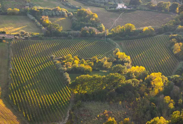 Vista Panorámica Viñedo Sobre Colinas Bodega Producción Vino — Foto de Stock