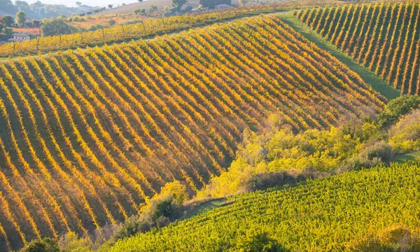 Vista Panorámica Viñedo Sobre Colinas Bodega Producción Vino —  Fotos de Stock