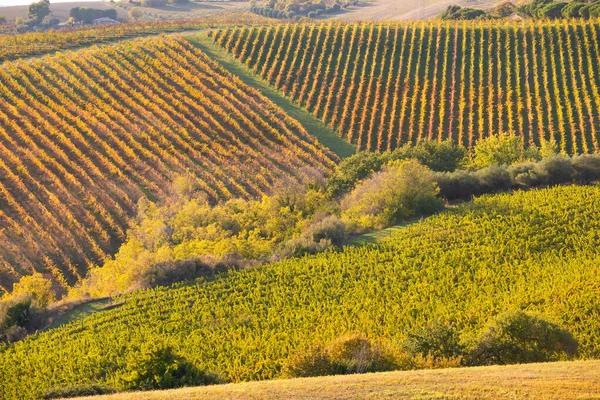 Vista Panorámica Viñedo Sobre Colinas Bodega Producción Vino — Foto de Stock