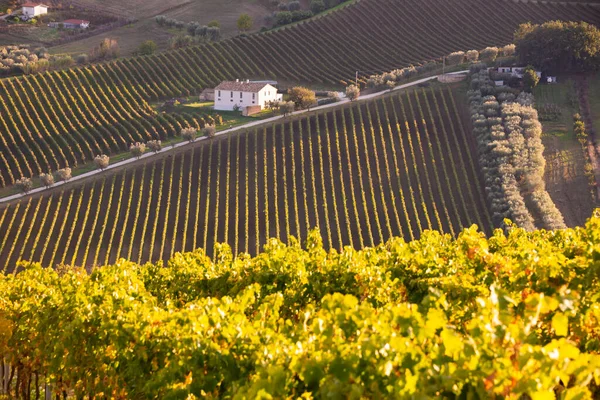 Vista Panorámica Viñedo Sobre Colinas Bodega Producción Vino —  Fotos de Stock