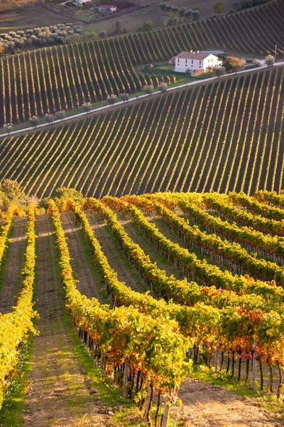 Panoramablick Auf Weinberg Auf Hügeln Weingut Und Weinproduktion — Stockfoto