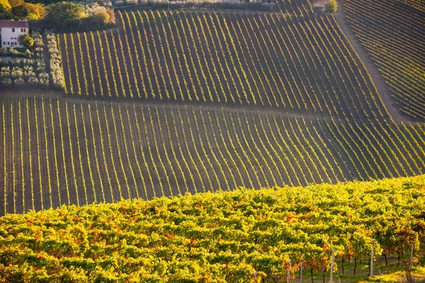 Vista Panorámica Viñedo Sobre Colinas Bodega Producción Vino — Foto de Stock
