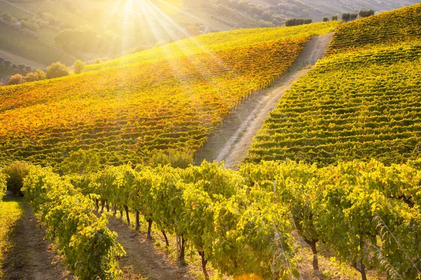 Vue Panoramique Sur Vignoble Sur Collines Vignoble Viticulture — Photo