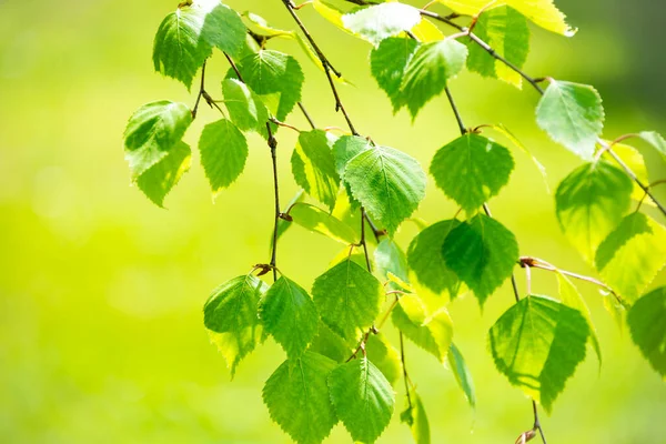 Feuilles Luxuriantes Bouleau Paysage Printanier Ensoleillé Fond Naturel — Photo