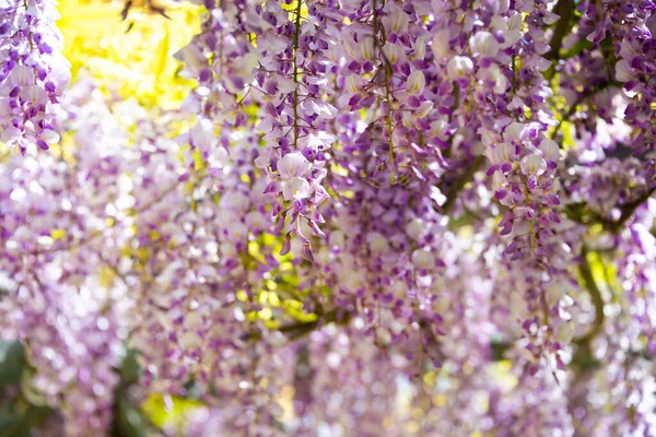 Wisteria or glicinia flowers, springtime gorgeous bloom