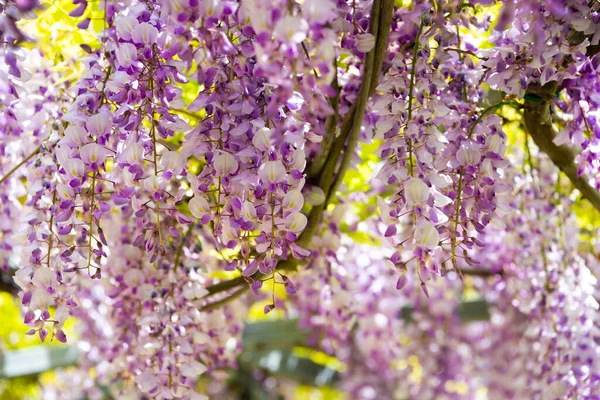 Wisteria or glicinia flowers, springtime gorgeous bloom