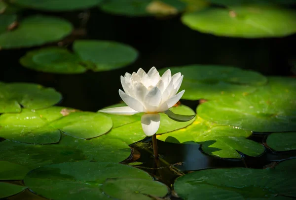 Красивая Белая Водяная Лилия Цветок Лотоса Озере — стоковое фото