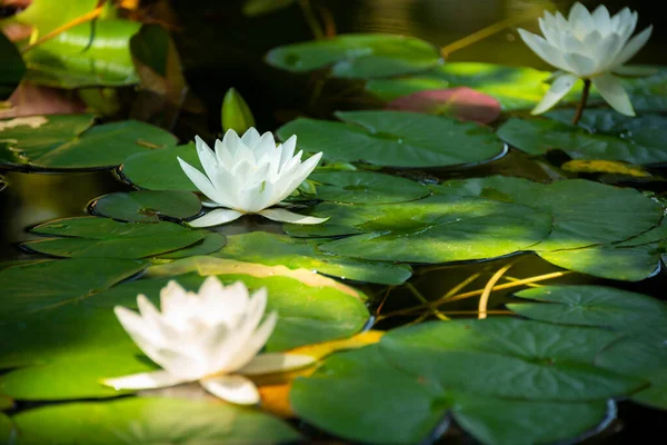 Красивая Белая Водяная Лилия Цветок Лотоса Озере — стоковое фото