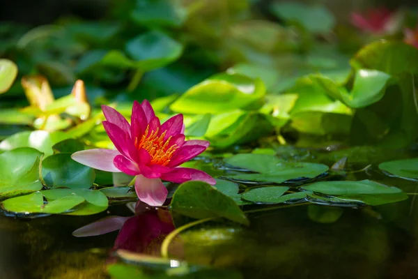 Красивая Розовая Водяная Лилия Цветок Лотоса Озере — стоковое фото
