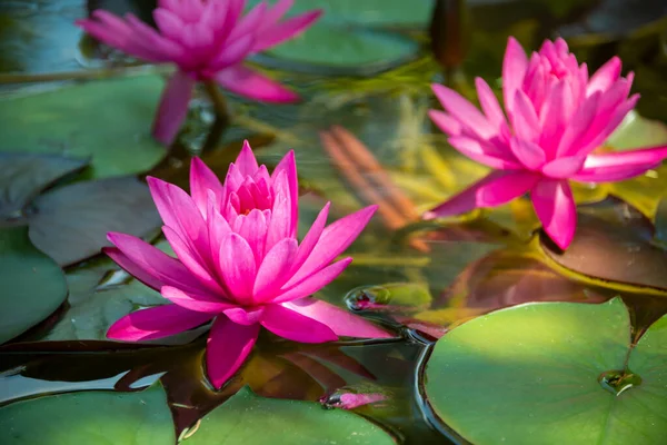 Красивая Розовая Водяная Лилия Цветок Лотоса Озере — стоковое фото