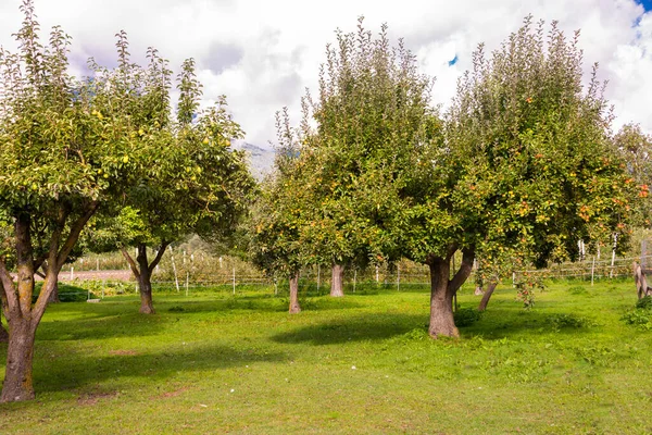 Äppelträd Med Färska Mogna Äpplen — Stockfoto