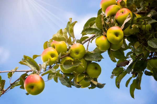 Jabłoń Świeżymi Dojrzałymi Jabłkami — Zdjęcie stockowe