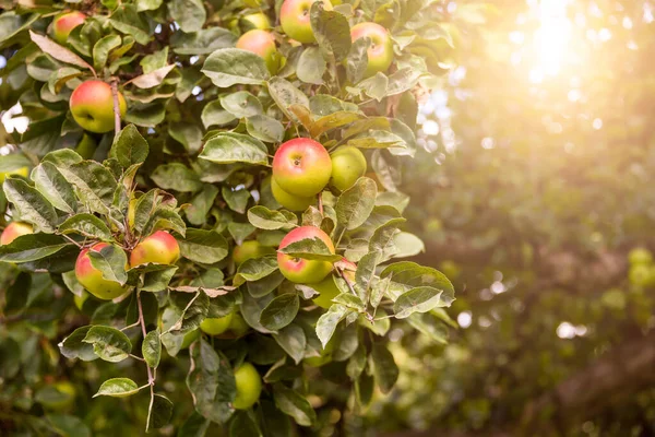 Jabłoń Świeżymi Dojrzałymi Jabłkami — Zdjęcie stockowe