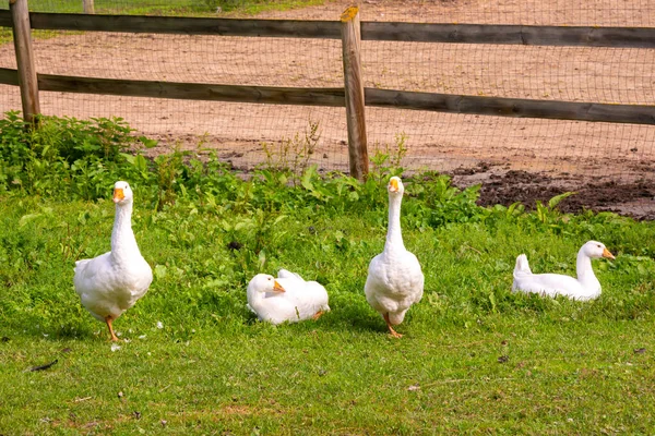 Weiße Gänse Auf Dem Bauernhof — Stockfoto