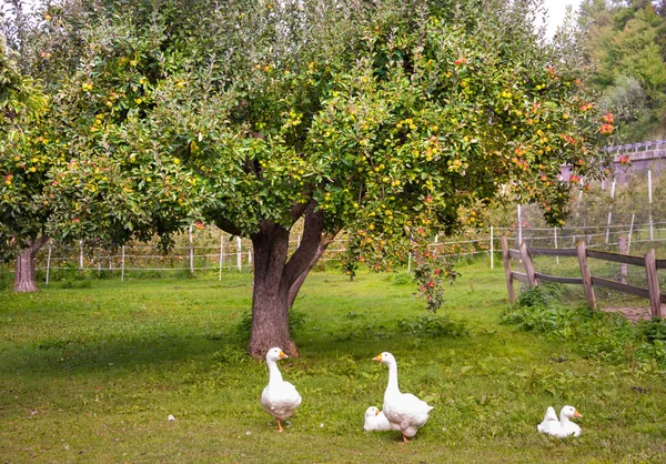 Apfelbaum Mit Frischen Reifen Äpfeln — Stockfoto