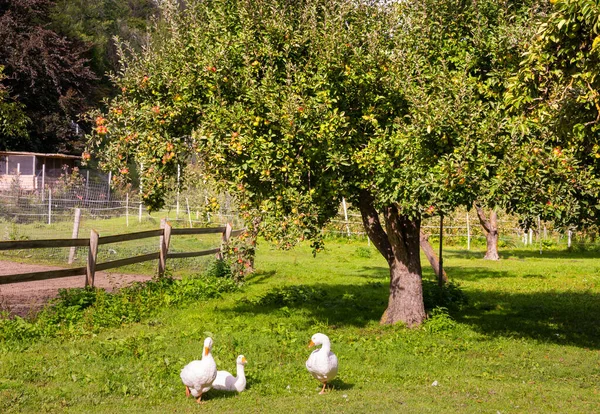 Manzano Con Manzanas Frescas Maduras — Foto de Stock