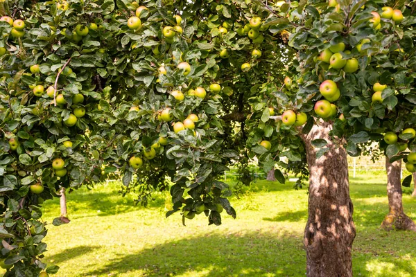 Apple Tree Fresh Ripe Apples — Stock Photo, Image