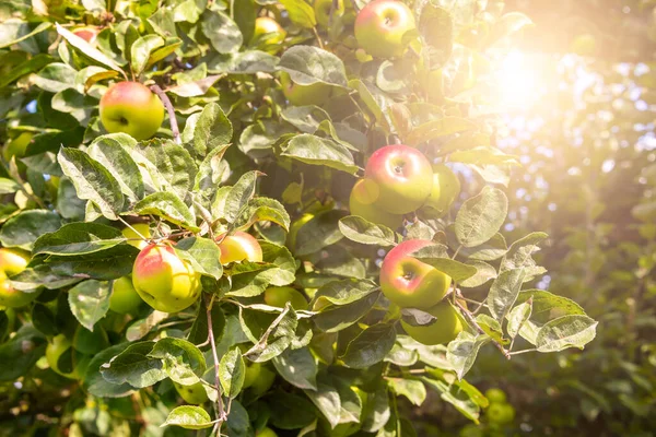 有新鲜成熟苹果的苹果树 — 图库照片