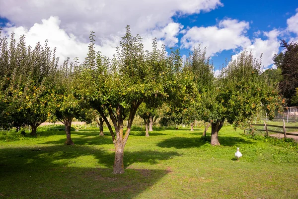Taze Elmalı Elma Ağacı — Stok fotoğraf