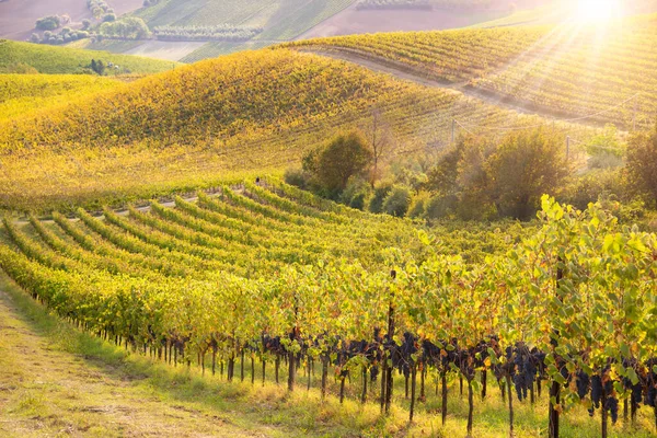 Виноградники Винодельня Осенью Освещаются Солнцем — стоковое фото