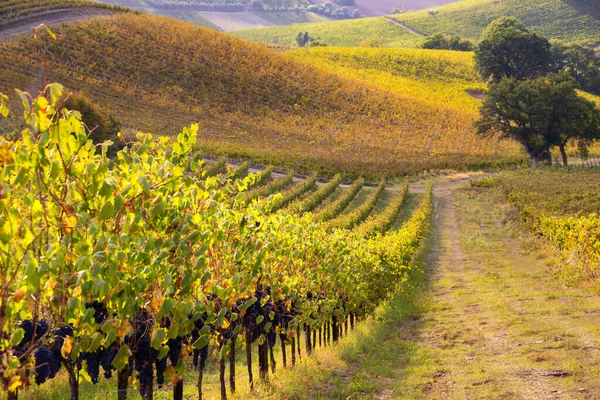 Winnice Winnice Jesienią Oświetlone Słońcem — Zdjęcie stockowe