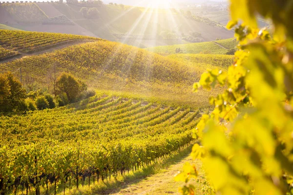 Viñedos Bodega Otoño Iluminados Por Sol — Foto de Stock