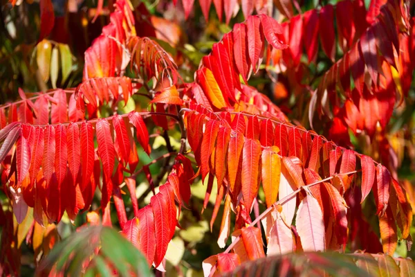 Natureza Outono Belas Folhas Coloridas — Fotografia de Stock