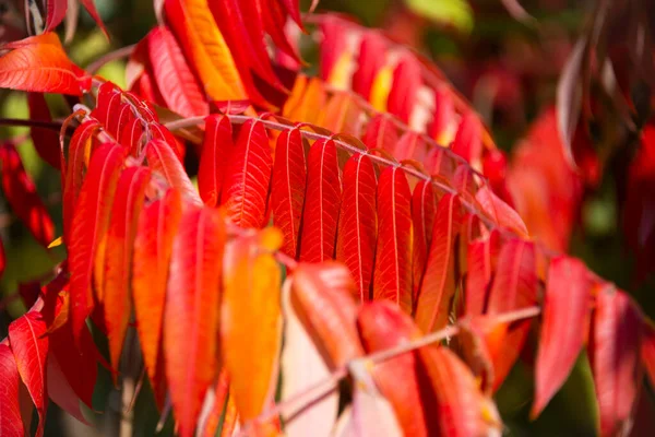 Natureza Outono Belas Folhas Coloridas — Fotografia de Stock