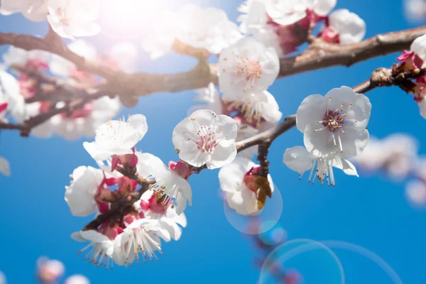 Cherry Tree Branches Beautiful Flowers — Stock Photo, Image