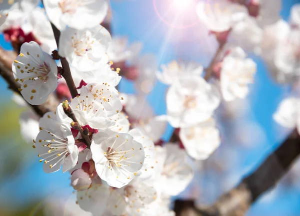 Rami Ciliegio Con Bellissimi Fiori — Foto Stock