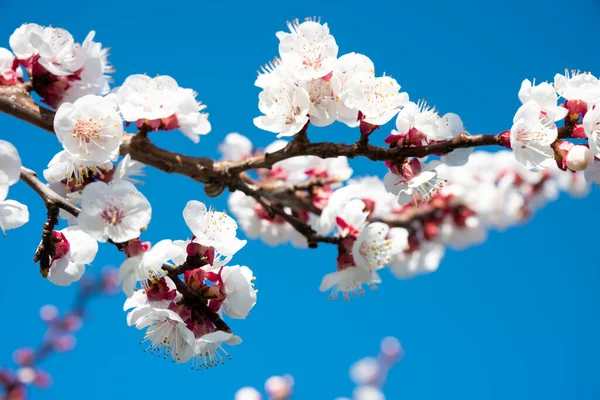 Rami Ciliegio Con Bellissimi Fiori — Foto Stock