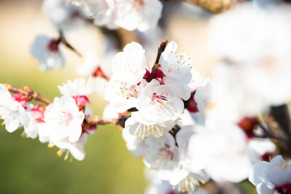 Rami Ciliegio Con Bellissimi Fiori — Foto Stock