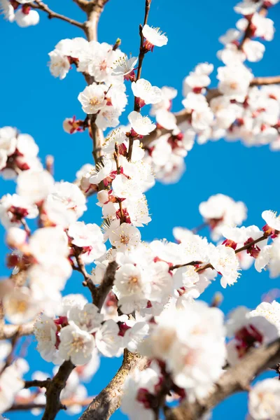 Cherry Tree Branches Beautiful Flowers — Stock Photo, Image