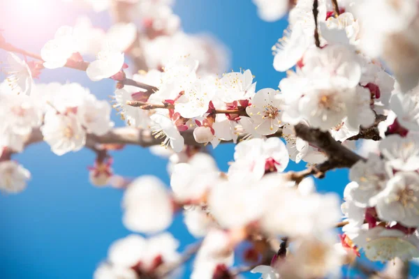 Rami Ciliegio Con Bellissimi Fiori — Foto Stock