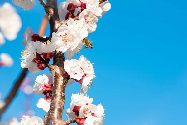 Cherry Tree Branches Beautiful Flowers — Stock Photo, Image