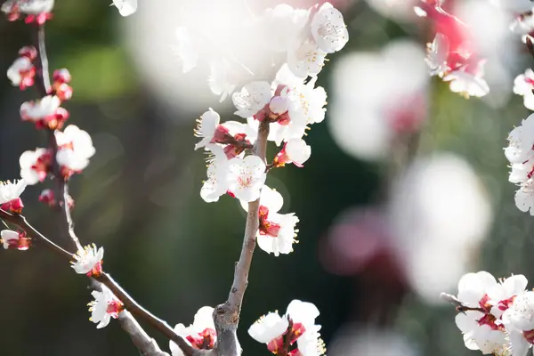 Ramos Cerejeira Com Belas Flores — Fotografia de Stock