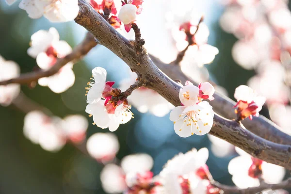 Rami Ciliegio Con Bellissimi Fiori — Foto Stock