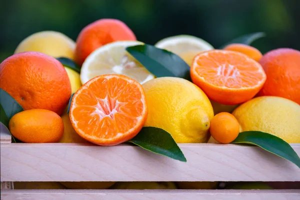 Vegyes Citrusfélék Érett Friss Zöld Levelekkel — Stock Fotó