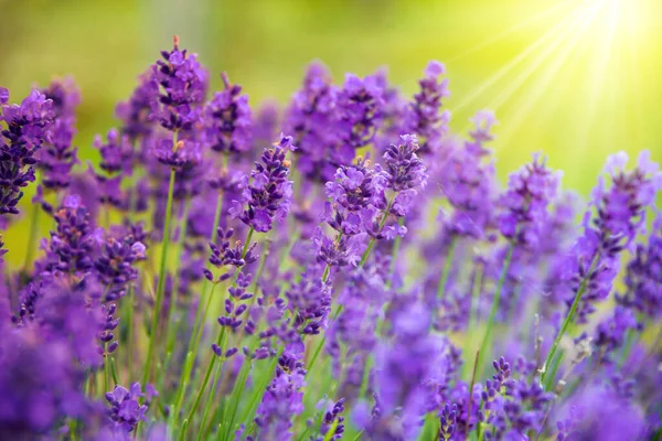 Lavender Flowers Bloom Summertime — стоковое фото