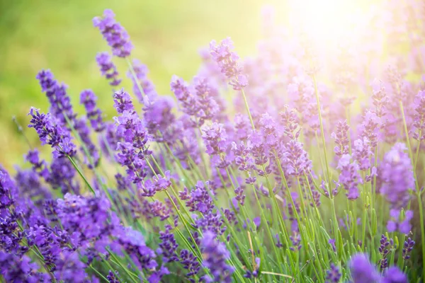 Lavender Flowers Bloom Summertime — стоковое фото