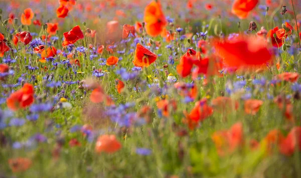 Schöne Rote Mohnblumen Auf Dem Feld — Stockfoto