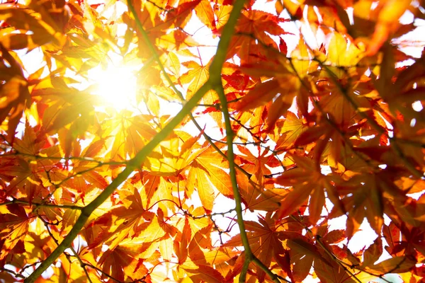 Laranja Folhas Bordo Árvore Outono — Fotografia de Stock