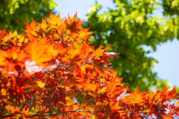 Orangefarbene Ahornblätter Herbstbaum — Stockfoto