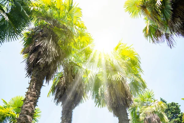 Palm trees lit by sun, green vegetation