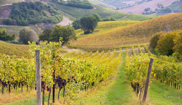 山谷中的葡萄园和酿酒厂 农业和葡萄酒生产 — 图库照片