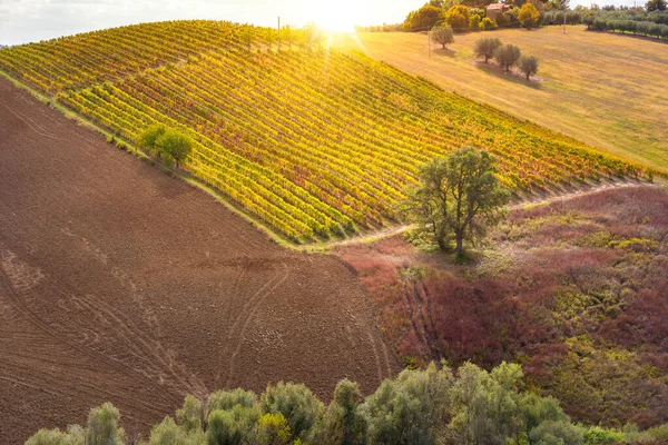 丘の上のブドウ畑とワイナリー 農業とワイン生産 — ストック写真